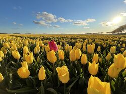 tulipfield-yellow-tulip-2024-12-05-00-49-23-utc 1