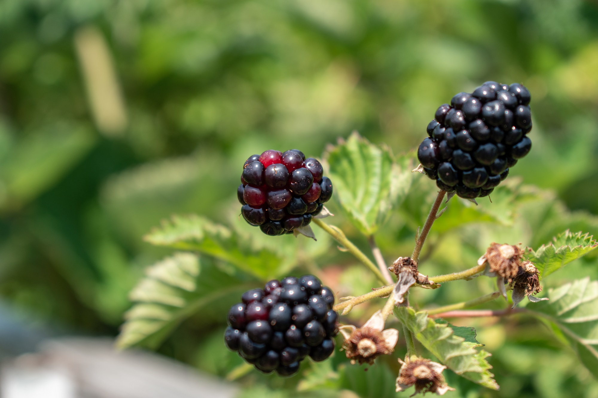 closeup-ripe-raspberries-blurred-background