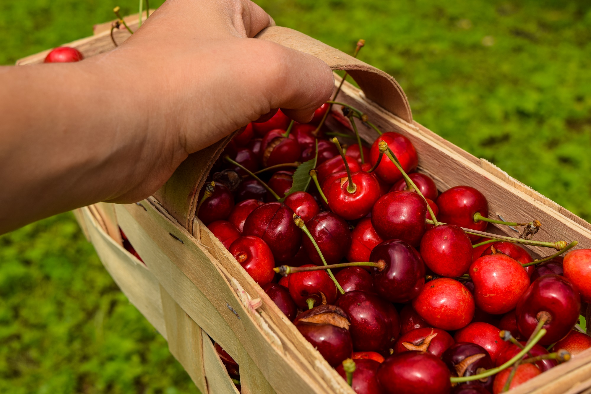 midsection-person-holding-red-berries